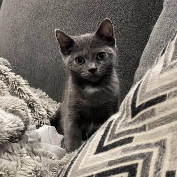Pepper -  Domestic Short Hair Cat for Adoption in Oakville, Washington - Pepper | PetCurious