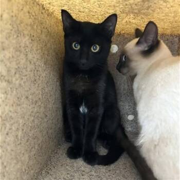 Deanna -  Domestic Short Hair Cat for Adoption in Mooresville, North Carolina - Deanna | PetCurious