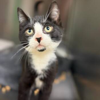 Crawlspace Carl -  Domestic Short Hair Cat for Adoption in Wayne, New Jersey - Crawlspace Carl | PetCurious