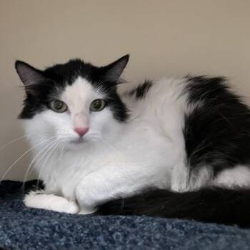 Florence -  Domestic Medium Hair Cat for Adoption in Dekalb, Illinois - Florence | PetCurious