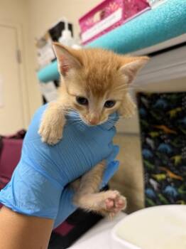 CLEMENTINE -  Domestic Short Hair Cat for Adoption in Riverside, California - CLEMENTINE | PetCurious