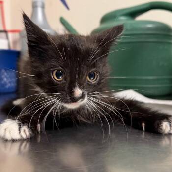 Kleenex -  Domestic Short Hair Cat for Adoption in Cody, Wyoming - Kleenex | PetCurious