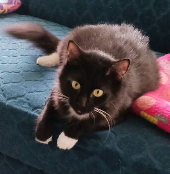 Rescue Tuxedo Cats for Adoption in Rural Hall, North Carolina - Lottie | PetCurious