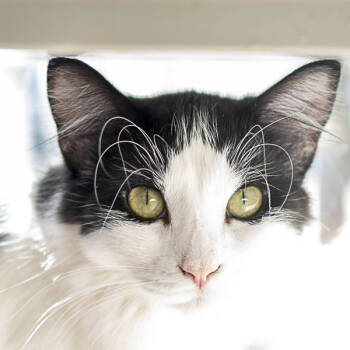 Rescue Domestic Medium Hair Cats for Adoption in Des Moines, Iowa - Sasha -- Bonded Buddy With Ella | PetCurious