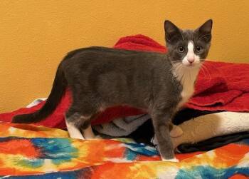 Rescue Domestic Short Hair Cats for Adoption in Ames, Iowa - EVINA | PetCurious