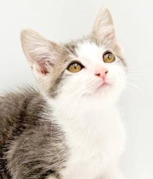 Miller is happy chirpy fun - What a mush -  Bengal and Turkish Van Cat for Adoption in Bedford Hills, New York - Miller Is Happy Chirpy Fun - What A Mush | PetCurious