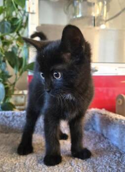 Katara -  Domestic Short Hair Cat for Adoption in Ephrata, Washington - Katara | PetCurious