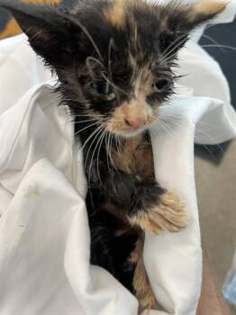 A2478858 -  Domestic Short Hair Cat for Adoption in Fort Lauderdale, Florida - A2478858 | PetCurious