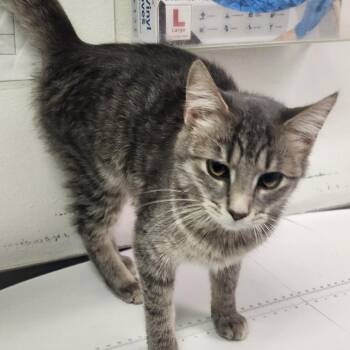 Usahana -  Domestic Short Hair Cat for Adoption in Charleston, West Virginia - Usahana | PetCurious