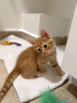 Denis -  Domestic Medium Hair Cat for Adoption in Pompano Beach, Florida - Denis | PetCurious