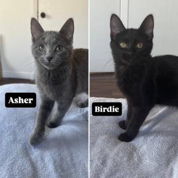 Domestic Short Hair Cats Available for Adoption - Asher / Birdie | PetCurious