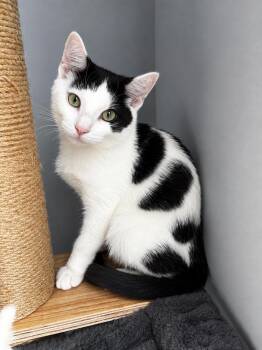 Rooster -  Domestic Short Hair Cat for Adoption in Allentown, New Jersey - Rooster | PetCurious