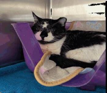 Domestic Short Hair Cats Available for Adoption in Ruskin, Florida - Mama | PetCurious