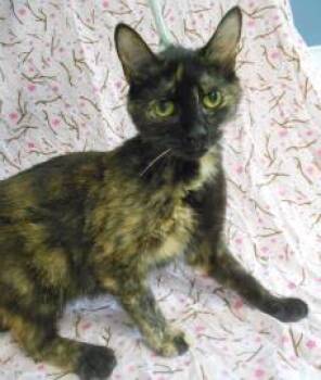 Rescue Domestic Short Hair Cats for Adoption in Morton Grove, Illinois - Dolly | PetCurious