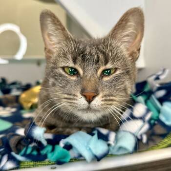 Rescue Domestic Short Hair Cats for Adoption in Matteson, Illinois - Vera | PetCurious