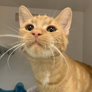 Dora -  Domestic Short Hair Cat for Adoption in Redwood City, California - Dora | PetCurious