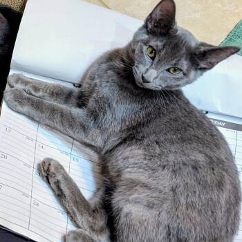 Mr. Davis -  Domestic Short Hair Cat for Adoption in Wheeling, Illinois - Mr. Davis | PetCurious