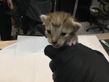 A1920563 -  Domestic Short Hair Cat for Adoption in Thousand Palms, California - A1920563 | PetCurious
