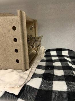 Ailith -  Domestic Short Hair Cat for Adoption in Raleigh, North Carolina - Ailith | PetCurious