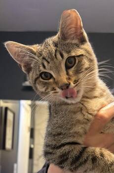 Walter -  Domestic Short Hair Cat for Adoption in Everett, Washington - Walter | PetCurious