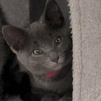 Rescue Domestic Short Hair Cats for Adoption in Lake Geneva, Wisconsin - Bloom | PetCurious