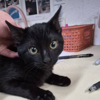 Rescue Domestic Short Hair Cats for Adoption in Ardmore, Oklahoma - Myall | PetCurious