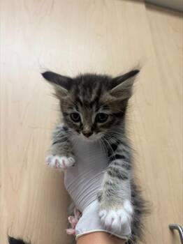 HUEY -  Domestic Short Hair Cat for Adoption in Riverside, California - HUEY | PetCurious