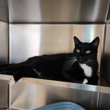 Domestic Short Hair Cats Available for Adoption in Richmond, Virginia - Silly Putty | PetCurious