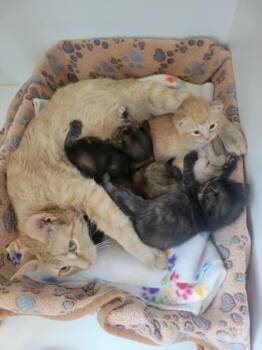 Vera -  Domestic Short Hair Cat for Adoption in Fishers, Indiana - Vera | PetCurious