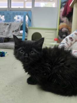 Maurice -  Domestic Long Hair and Domestic Short Hair Cat for Adoption in Savannah, Georgia - Maurice | PetCurious