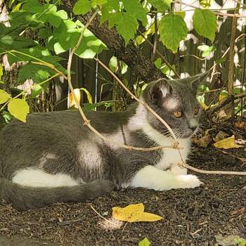 Phantom -  Domestic Short Hair Cat for Adoption in Greensboro, North Carolina - Phantom | PetCurious