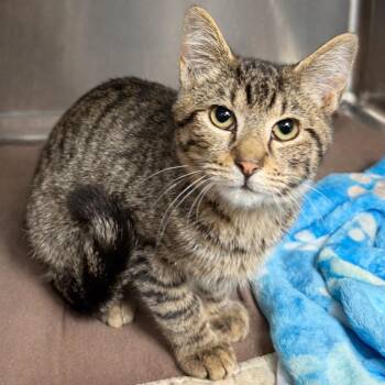 Domestic Short Hair Cats Available for Adoption - Liam | PetCurious