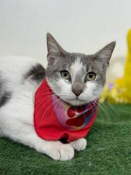 Whiskas-One of our Amazing Rescue Cats -  Manx and American Shorthair Cat for Adoption in Carlsbad, California - Whiskas-One Of Our Amazing Rescue Cats | PetCurious