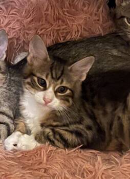 Rescue Domestic Medium Hair Cats for Adoption in Virginia Beach, Virginia - Magnolia | PetCurious