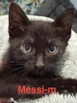 Messi 26 -  Domestic Short Hair Cat for Adoption in Brookhaven, Mississippi - Messi 26 | PetCurious