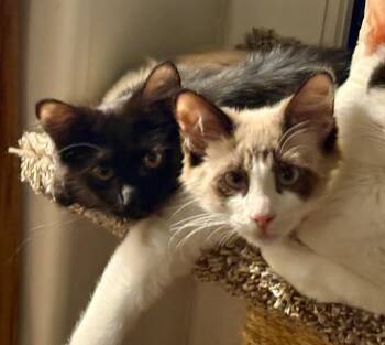 Maine Coon Cats Available for Adoption - Flower | PetCurious