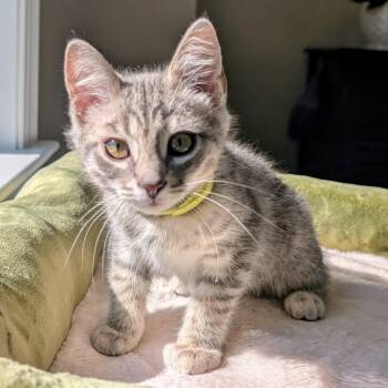 Aquilo -  Domestic Short Hair Cat for Adoption in Richmond, Virginia - Aquilo | PetCurious