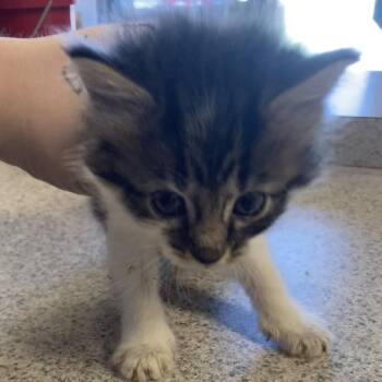 Rockelle -  Domestic Medium Hair Cat for Adoption in Blue Ridge, Georgia - Rockelle | PetCurious