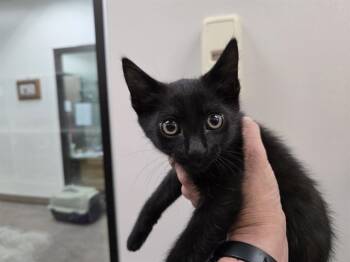 Rescue Domestic Short Hair Cats for Adoption in Mckinleyville, California - TITO | PetCurious