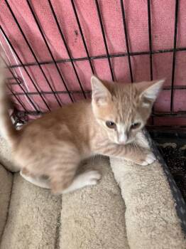 Trooper -  Domestic Short Hair Cat for Adoption in Camp Hill, Pennsylvania - Trooper | PetCurious