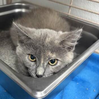 Celeste -  Domestic Short Hair Cat for Adoption in Blairsville, Georgia - Celeste | PetCurious