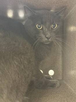 TROTTER IN THE BARN -  Domestic Short Hair Cat for Adoption in Pueblo, Colorado - TROTTER IN THE BARN | PetCurious