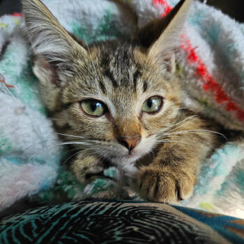 Rescue Domestic Short Hair Cats for Adoption in Ashland, Oregon - Daisy | PetCurious