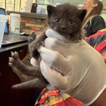 Rarity -  Domestic Short Hair Cat for Adoption in Lynchburg, Virginia - Rarity | PetCurious