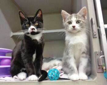 PERIWINKLE & TUMBLEWEED -  Domestic Short Hair Cat for Adoption in Delhi, New York - PERIWINKLE & TUMBLEWEED | PetCurious