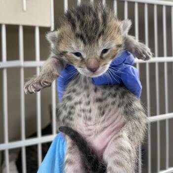 Domestic Short Hair Cats Available for Adoption in Wantagh, New York - Staten Island (lighter) | PetCurious