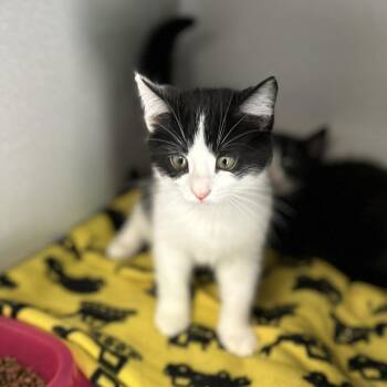 Turbo -  Domestic Short Hair Cat for Adoption in Davenport, Iowa - Turbo | PetCurious