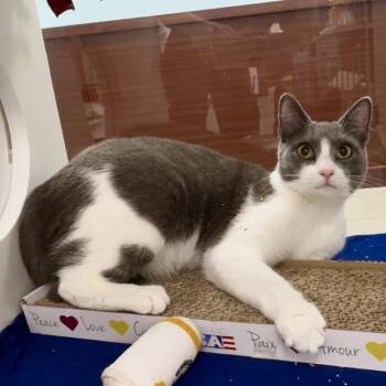 Mariah -  Domestic Short Hair Cat for Adoption in West Palm Beach, Florida - Mariah | PetCurious