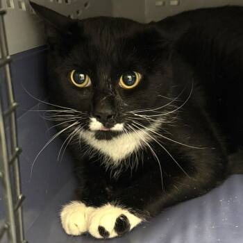 Domestic Short Hair Cats Available for Adoption - Breckenridge | PetCurious