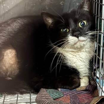 0326-120 Millie (Whiteford Mom) -  Domestic Short Hair Cat for Adoption in Abingdon, Maryland - 0326-120 Millie (Whiteford Mom) | PetCurious